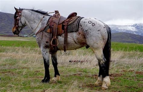 Draft horses blue roan #draft #horses _ zugpferde blue roan _ chevaux ...