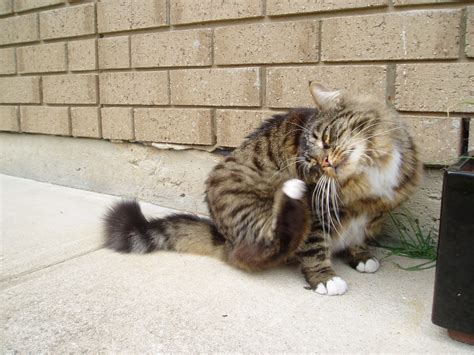 File:Munchkin cat grooming.jpg - Wikimedia Commons