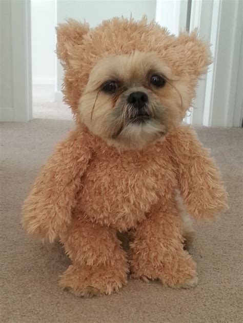 A Shih Tzu Dog Wearing a Walking Teddy Bear Costume That Was Made ...