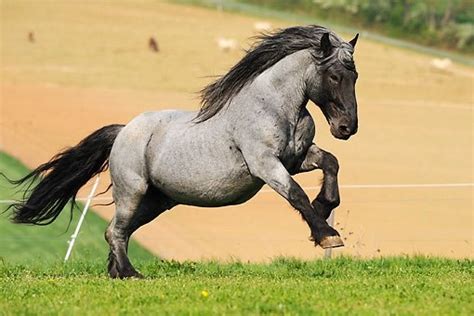 The Noriker | Horses, Show horses, Horse breeds