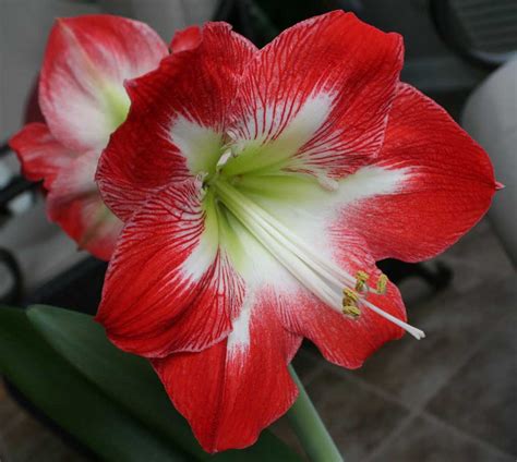 Poppular Photography: Red Amaryllis Flowers