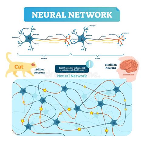 Neural network vector illustration. Neuron structure and net diagram ...