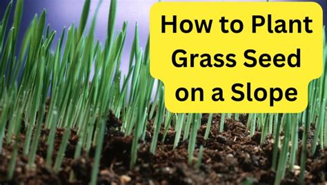 How to plant grass seed on a slope