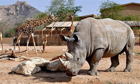 Al Ain Zoo - UAE | Beautiful Global