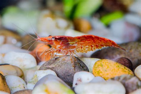 Cherry Shrimp Care Guide: Grades, Tank Conditions, Tank Mates, Diet, and Breeding • Aquarium Fishes