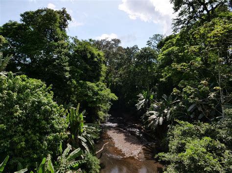 Honoring Costa Rica's Vast Rainforests - Chestnut Hill FarmsChestnut ...