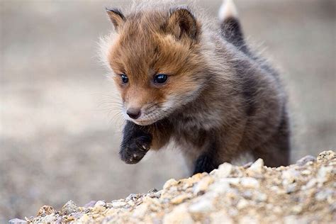 Fox pups | Cute baby animals, Cute animals, Baby animals