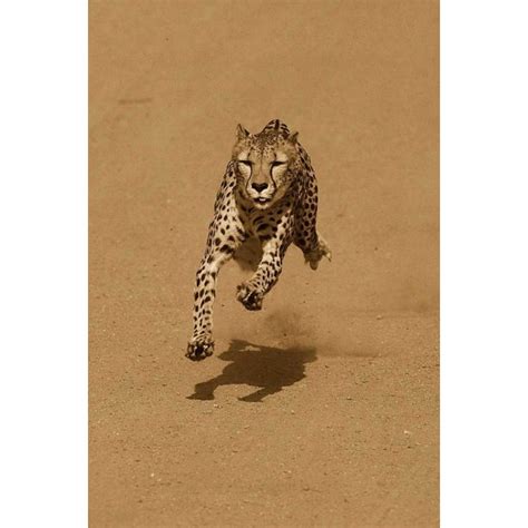 Cheetah running native to Africa - Sepia Poster Print by San Diego Zoo (24 x 36) - Walmart.com ...