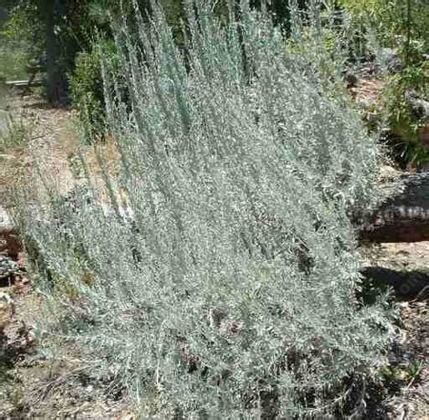 Artemisia tridentata, Great Basin Sage Brush.