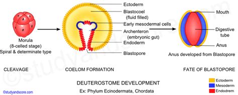 Deuterostomes Protostomes Blastopore