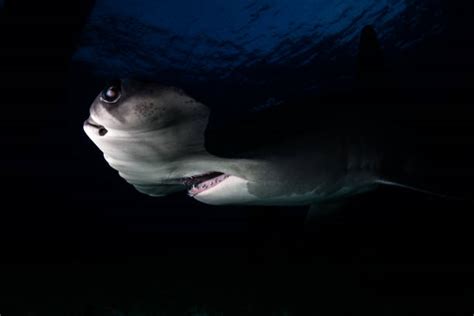 120+ Hammerhead Shark Eyes Stock Photos, Pictures & Royalty-Free Images - iStock