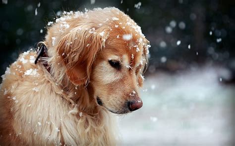 HD wallpaper: Golden Retriever in the winter, cute dog, snow ...