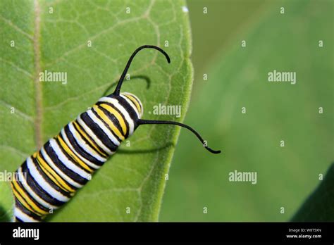 Caterpillar head hi-res stock photography and images - Alamy