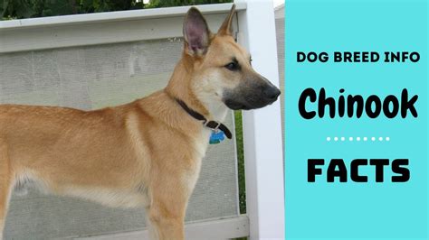 Chinook dog breed. All breed characteristics and facts about Chinook ...