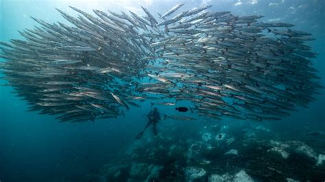 Rolex and Mission Blue - The Malpelo Island Hope Spot