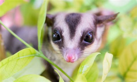 Australia's 7 cutest marsupials and where to find them | Wanderlust