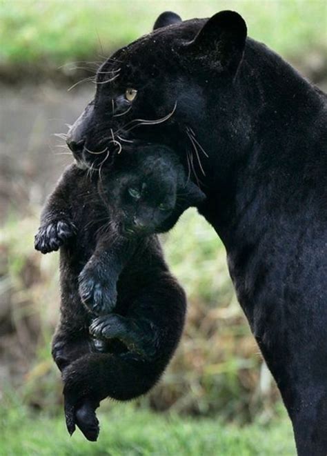 Black Panther & Cub | Animals being cute | Pinterest