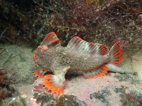 'There's hope': Fighting for the future of the red handfish - Australian Geographic