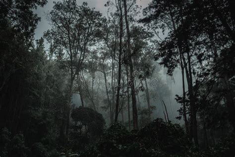 Surreal Dark Forest With Man Walking In Fog Stock Image - Image of mood ...