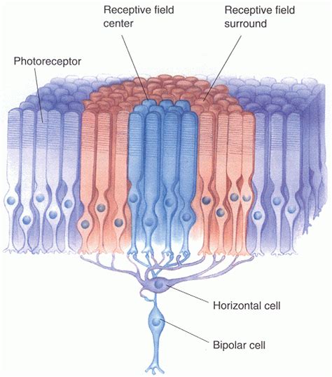 neuroscience - What determines the shape of the center-surround receptive fields of retinal ...