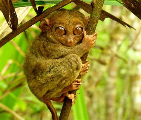 Philippine Tarsier And Wildlife Sanctuary Corella, Bohol, Philippines! 006 | Bohol Beach Resorts ...