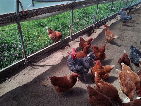 Pastured-Poultry with a Purpose - Our Farm CSA at Spring Hill Farm Cosmicly Grown