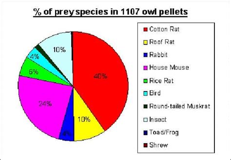 Owl Facts – Top 10 Fun Facts about Owls | Facts.net