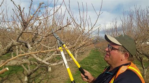 Peach Tree Advanced Pruning - YouTube