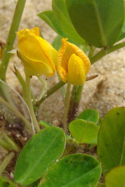 Arachis hypogaea (peanut): Go Botany