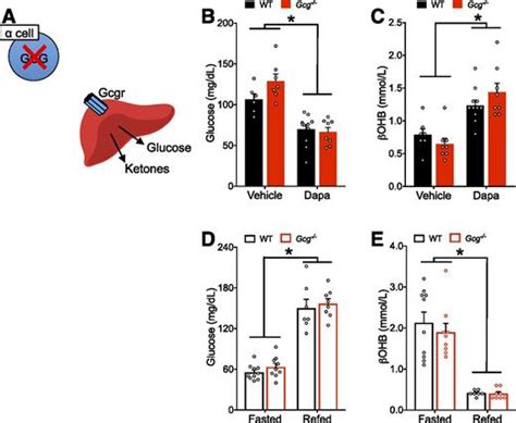 The Limited Role of Glucagon for Ketogenesis During Fasting or in ...