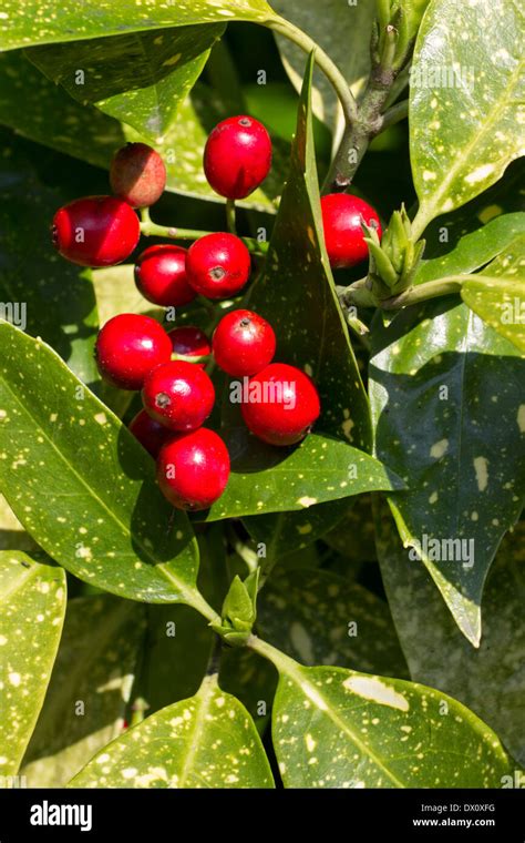 Red winter berries of Aucuba japonica 'Crotonifolia' among the heavily blotched leaves Stock ...