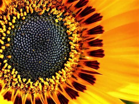 This is Filling the Frame because, the sunflower is up close and you ...