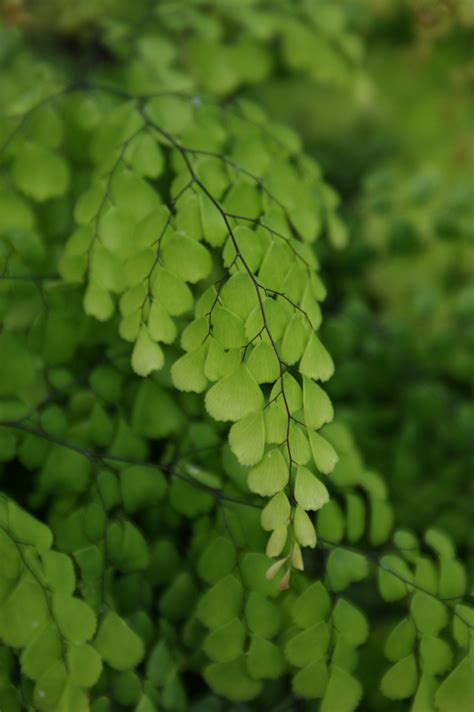 Photo #18775 | Adiantum venustum | plant lust