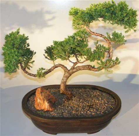 Juniper Bonsai Tree - Trained Large (juniper procumbens nana)