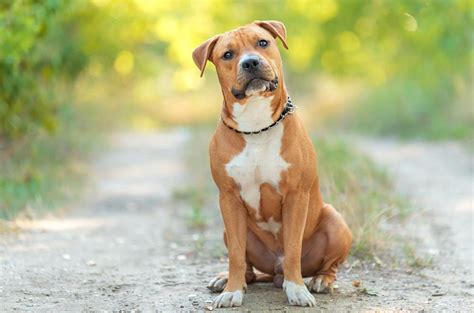 American Staffordshire Terrier: dog breed characteristics & care