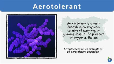 Aerotolerant Definition and Examples - Biology Online Dictionary