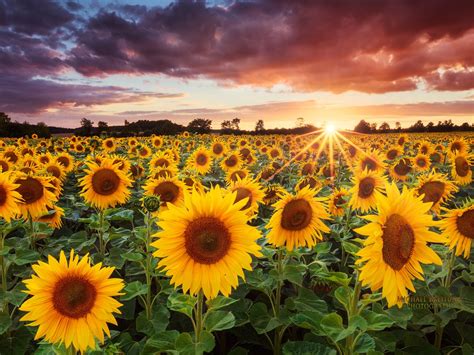 🔥 [70+] Sunflowers Wallpapers | WallpaperSafari