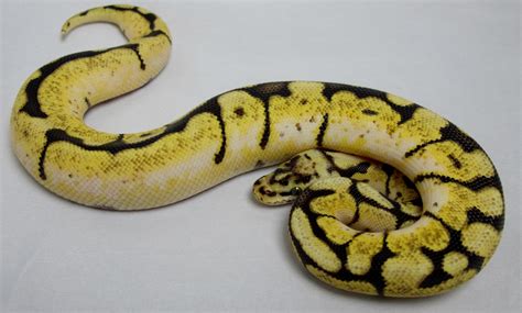 Ball Python, Bumblebee Male 2013 - Twin Cities Reptiles