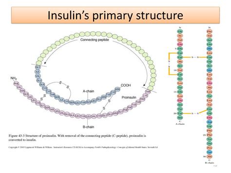 Primary Structure Of Insulin