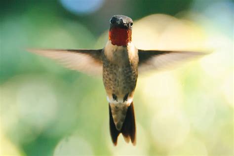 When Exactly Is Hummingbird Migration?