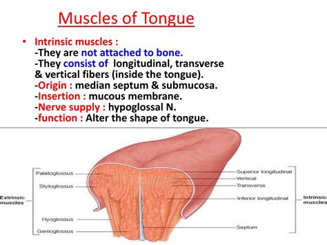 PPT - The Mouth PowerPoint Presentation, free download - ID:693127