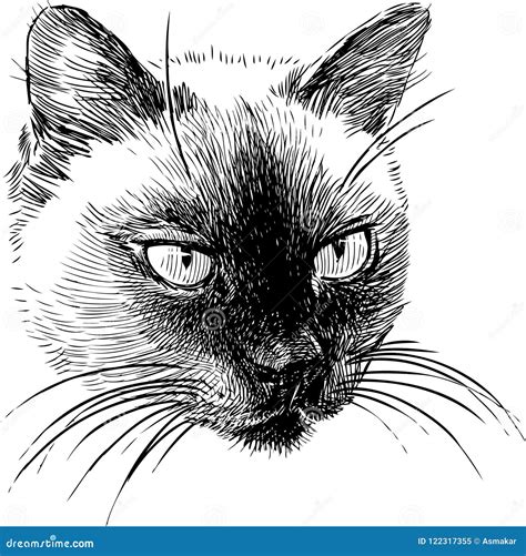 Sketch Portrait of a Siamese Cat Stock Vector - Illustration of ...