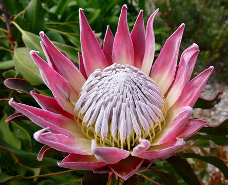 South African Protea Flower Pictures | Best Flower Site