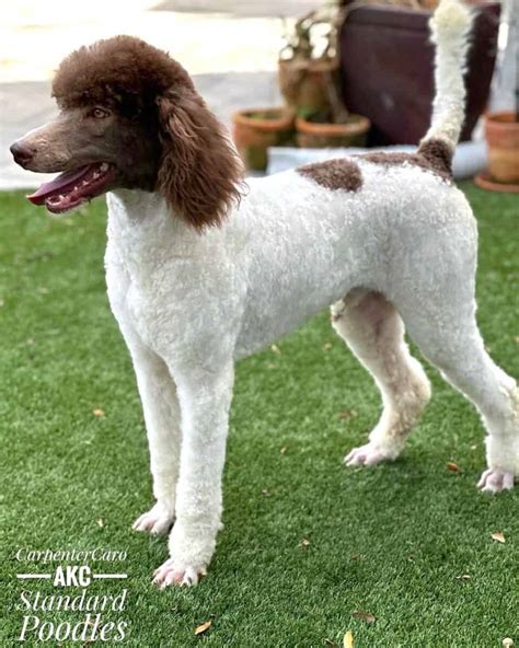 Parti Poodle: Breed Info, Traits, Genetics & Facts