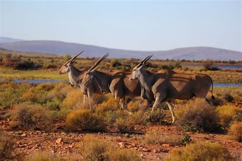 Eland herd. © John McIlvaine | National animal, Safari, Safari lodge