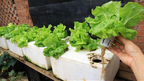 Method of growing hydroponic lettuce in Styrofoam containers at home - YouTube