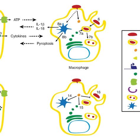 (PDF) Type III secretion system