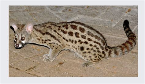 Small Spotted Genet * Muskejaatkat of Kleinkolmuskejaatkat * Genetta ...