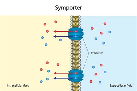 Three examples of active transport