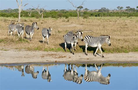 Safari Safety Tips: Spot the Big 5 Safely in Africa